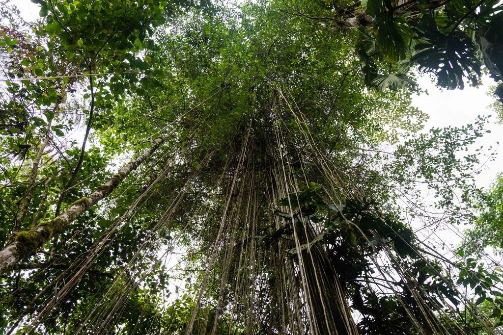 Archidona Hakuna Matata Amazon Lodge מראה חיצוני תמונה